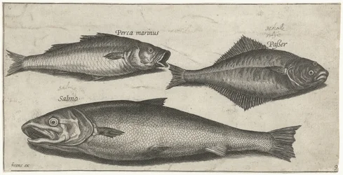 Robalo, linguado e salmão Pesca (título da série) Ícones de Piscium vivae (título da série)
