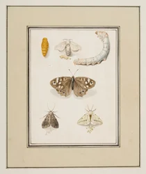 Borboletas, Traças e Lagartas, c.1755-65 (aguarela sobre papel)