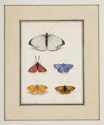 Borboletas, c.1755-65 (aguarela sobre papel)