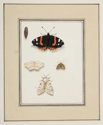 Borboletas, c.1755-65 (aguarela sobre papel)