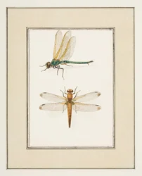 Libélulas, c.1755-65 (aguarela sobre papel)