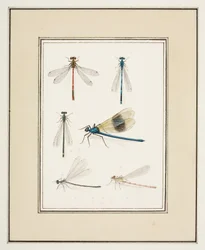 Libélulas, c.1755-65 (aguarela sobre papel)