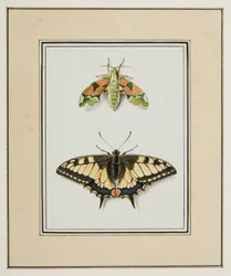 Traça Falcão e Borboleta de Cauda de Andorinha do Velho Mundo, c.1755-65 (aguarela sobre papel)