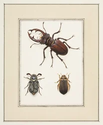 Stag, Chafer e Geelgerande Beetles, c.1755-65 (aguarela sobre papel)