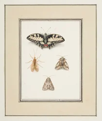 Borboleta de cauda de andorinha, Mayfly e Two Moths, c.1755-65 (aguarela sobre papel)