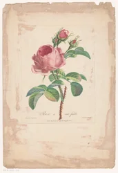 quartos de honderdbladige Hundred Leaf Rose (título no objeto)