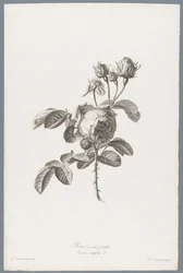 Galos Honderdbladige
Rose à cent feuilles / Rosa centifolia L. (título sobre o objecto)
Flores extraídas da natureza (...) (título da série)