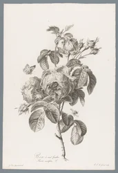 Galos Honderdbladige
Rose à cent feuilles / Rosa centifolia L. (título sobre o objecto)
Flores extraídas da natureza (...) (título da série)