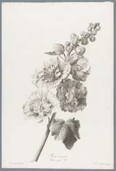 Stokroos
Rose-tremiere / Alcea rosea L. (título sobre o objecto)
Flores extraídas da natureza (...) (título da série)