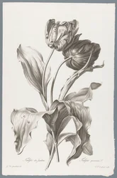 Tulp
Tulipa de Jardim / Tulipa gesneriana L. (título sobre o objecto)
Flores tiradas da vida (...) (título da série)