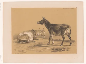 Estudo de dois burros Cooper