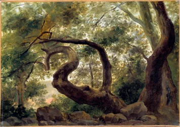 Sob madeira, árvores com ramos torcidos Pintura de Pierre H. de Valenciennes (1750-1850) Sol do século XIX. 0,33x0,47 m