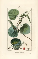 Abuta - Cissampelos pareira, com flor, folha, gavinha e fruto. Gravura em chapa de cobre colorida à mão por Lambert Junior a partir de um desenho de Pierre Jean-Francois Turpin de Chaumeton, Poiret e Chamberet, "La Flore Medicale".
