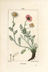 African Pyrethrum - Pellitory of Spain, Anthemis pyrethrum (Anacyclus pyrethrum) com flores, folha, talo e raízes. Gravura em chapa de cobre colorida à mão por Lambert Junior a partir de um desenho de Pierre Jean-Francois Turpin de Chaumeton, Poiret e Cham