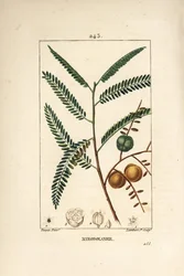 Amla (amala, amalaki), groselha nepalesa ou indiana, mirobolan emblica - groselha nepalesa ou indiana, Phyllanthus emblica, folha, fruto e semente. Gravura em chapa de cobre colorida à mão por Lambert Junior a partir de um desenho de Pierre Jean-Francois T