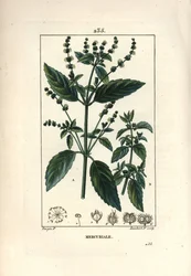 Mercuriale Anual - Mercurial, Mercurialis annua. Gravura em chapa de cobre colorida à mão por Lambert Junior a partir de um desenho de Pierre Jean-Francois Turpin de Chaumeton, Poiret e Chamberet "La Flore Medicale", Paris, Panckoucke