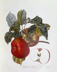 Maçã "Belle du Havre", Henry Louis Duhamel du Monceau, placa botânica de Pierre Jean Francois Turpin