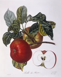 Maçã "Belle du Havre" Henry Louis Duhamel du Monceau, placa botânica de Pierre Jean Francois Turpin