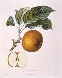 Maçã "Gros barbarie" Henry Louis Duhamel du Monceau, placa botânica de Pierre Jean Francois Turpin