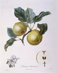 Maçã "Pomme d