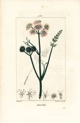Oenanthe aquatic oenanthe ou funcho aquático - Oenanthe aquatica. Gravura em chapa de cobre colorida à mão por Lambert Junior a partir de um desenho de Pierre Jean-Francois Turpin de Chaumeton, Poiret e Chamberet, "La Flore Medicale", Pari