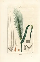 Cevada - Cevada, Hordeum vulgare, mostrando pedúnculo, folha e espiga de semente. Gravura em chapa de cobre colorida à mão por Lambert Junior a partir de um desenho de Pierre Jean-Francois Turpin de Chaumeton, Poiret e Chamberet "La Flore Medicale", Paris,