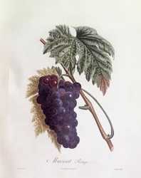 Uvas pretas de moscatel Henry Louis Duhamel du Monceau, placa botânica de Pierre Jean Francois Turpin