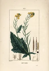 Mostarda-preta ou seneve-preta - Mostarda, Sinapis nigra. Gravura em cobre pontilhada, colorida à mão, por Lambert Junior, a partir de um desenho de Pierre Jean-François Turpin, de «La Flore Médicale» de Chaumeton, Poiret e Chamberet, Paris, Panckoucke.