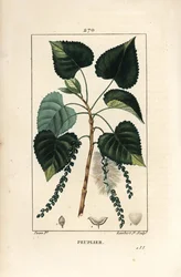 Choupo-negro, Populus nigra, com folha, haste e semente. Gravura em cobre pontilhada e colorida à mão por Lambert Junior, a partir de um desenho de Pierre Jean-François Turpin, de “La Flore Médicale” de Chaumeton, Poiret e Chamberet, Paris, Panckoucke