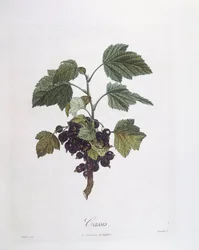 Groselha-negra (Ribes nigrum) ou cassis Noir de Bourgogne Henry Louis Duhamel du Monceau, placa botânica de Pierre Jean Francois Turpin
