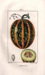 Botânico: abóbora - Abóbora, semente e secção através da fruta, abóbora, Cucurbita pepo. Gravura em chapa de cobre colorida à mão por Lambert a partir de um desenho de Pierre Jean-Francois Turpin de Chaumeton, "La Flore Medicale", de Poiret et Chamberet, P