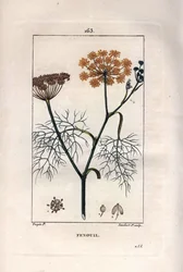 Botânica: Funcho, erva-doce, Foeniculum vulgare. Gravura em chapa de cobre colorida à mão por Lambert a partir de um desenho de Pierre Jean-Francois Turpin de Chaumeton, "La Flore Medicale" de Poiret e Chamberet, Paris, Panckoucke