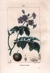 Botânica: batata - planta de batata, flores e frutos, Solanum tuberosum. Gravura em chapa de cobre colorida à mão por Lambert a partir de um desenho de Pierre Jean-Francois Turpin de Chaumeton, "La Flore Medicale" de Poiret et Chamberet, Paris, Panckoucke