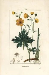 Ranúnculo - Pé-de-cabra erguido, Ranunculus acris, com flor, folha, talo e raiz. Gravura em chapa de cobre colorida à mão por Lambert Junior a partir de um desenho de Pierre Jean-Francois Turpin de Chaumeton, Poiret e Chamberet, "La Flore Medicale", Pa