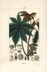 Planta de rícino ou mamona, Ricinus communis (Ricinus vulgaris), com folha, flor, talo e semente. Gravura em chapa de cobre colorida à mão por Lambert Junior a partir de um desenho de Pierre Jean-Francois Turpin de Chaumeton, Poiret e Chamberet de "La Flo