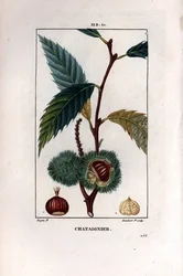 Castanheiro com fruto (castanheiro) - Castanheiro doce, Castanea sylvestris. Gravura em chapa de cobre colorida à mão por Lambert Junior a partir de um desenho de Pierre Jean-Francois Turpin de Chaumeton, "La Flore Medicale," de Poiret et Chamberet, Paris