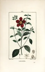 Cistus de Creta - Gum cistus, Cistus creticus. Gravura em chapa de cobre colorida à mão por Lambert Junior a partir de um desenho de Pierre Jean-Francois Turpin de Chaumeton, Poiret e Chamberet "La Flore Medicale", Paris, Panckoucke