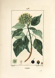 Hera trepadora - Hera comum, Hedera helix. Gravura em chapa de cobre colorida à mão por Lambert Junior a partir de um desenho de Pierre Jean-Francois Turpin de Chaumeton, Poiret e Chamberet "La Flore Medicale", Paris, Panckoucke