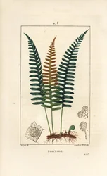 Polypod comum - samambaia Polypody, Polypodium vulgare, com folha, semente e raiz. Gravura em chapa de cobre colorida à mão por Lambert Junior a partir de um desenho de Pierre Jean-Francois Turpin de Chaumeton, Poiret e Chamberet "La Flore Medicale", Paris
