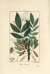 Freixo comum ou freixo eleve - Freixo árvore, Fraxinus excelsior, mostrando ramo, folhas, sementes e folha em contorno. Gravura de chapa de cobre colorida à mão por Lambert Junior a partir de um desenho de Pierre Jean-Francois Turpin de Chaumeton, Poiret e