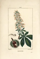 Castanha comum, castanha ou castanha branca - Castanha de cavalo, Aesculus hippocastanum. Gravura em chapa de cobre colorida à mão por Lambert Junior a partir de um desenho de Pierre Jean-Francois Turpin de Chaumeton, Poiret e Chamberet de "La Flore Medica