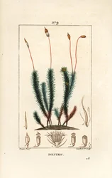 Politrichum comum (espuma) - Musgo capilar comum, politrichum comum. Gravura em chapa de cobre colorida à mão por Lambert Junior a partir de um desenho de Pierre Jean-Francois Turpin de Chaumeton, Poiret e Chamberet "La Flore Medicale", Paris, Panckoucke