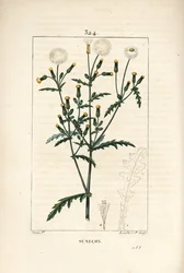 Senecon comum - Groundel comum, Senecio vulgaris, com flor, folha, semente, talo e contorno de folha. Gravura em chapa de cobre colorida à mão por Lambert Junior a partir de um desenho de Pierre Jean-Francois Turpin de Chaumeton, Poiret e Chamberet de "La 
