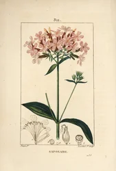 Saboaria comum, Saponaria officinalis, com flor, folha, caule e semente. Gravura em chapa de cobre colorida à mão por Lambert Junior a partir de um desenho de Pierre Jean-Francois Turpin de Chaumeton, Poiret e Chamberet "La Flore Medicale", Paris, Panck