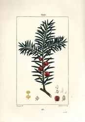 Teixo comum ou teixo uma baga - Teixo árvore, Taxus baccata. Gravura em chapa de cobre colorida à mão por Lambert Junior a partir de um desenho de Pierre Jean-Francois Turpin de Chaumeton, Poiret e Chamberet "La Flore Medicale", Paris, Panckoucke