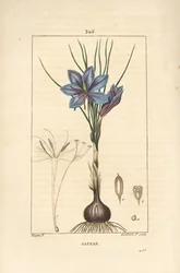 Crocus - Crocus crocus açafrão, Crocus sativus, mostrando flor, folha, caule, bulbo e estigma. Gravura em chapa de cobre colorida à mão por Lambert Junior a partir de um desenho de Pierre Jean-Francois Turpin de Chaumeton, Poiret e Chamberet, "La Flore Med