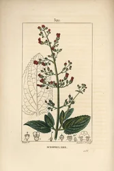 Scrofulary Ear scrofulary - Erva-d