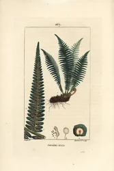 Fergere macho - samambaia de escudo masculino, Dryopteris filix-mas. Gravura em chapa de cobre colorida à mão por Lambert Junior a partir de um desenho de Pierre Jean-Francois Turpin de Chaumeton, "La Flore Medicale" de Poiret et Chamberet, Paris, Panckouc