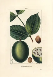 Fava-de-santo-inácio - fava de Jesus ou fava-de-santo-inácio, Strychnos ignatia, mostrando frutos e sementes (favas), inteiros e em corte. Gravura pontilhada em chapa de cobre, colorida à mão, por Lambert Junior a partir de um desenho de Pierre