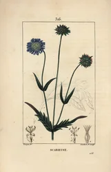 Knautie do campo ou sarna do campo - Sarna do campo, Knautia arvensis, com flor, folha, talo, semente e contorno foliar. Gravura em chapa de cobre colorida à mão por Lambert Junior a partir de um desenho de Pierre Jean-Francois Turpin de Chaumeton, Poiret 